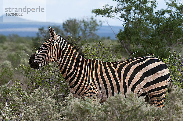 Grant's Zebra (Equus quagga boehmi)  Lualenyi-Wildreservat  Kenia