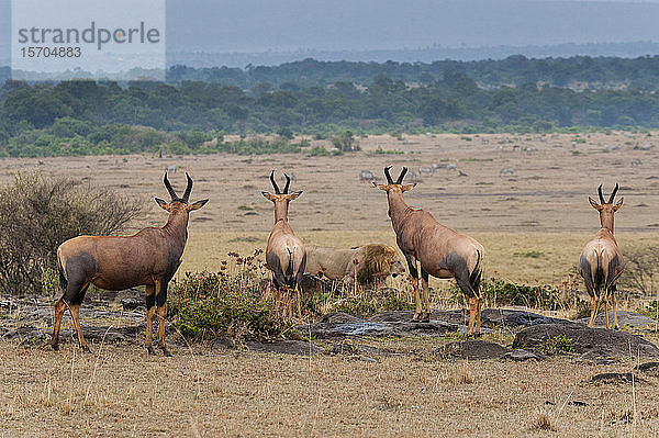 Löwe (Panthera leo) beim Wandern in der Nähe von Topi (Damaliscus lunatus)  Masai Mara National Reserve  Kenia