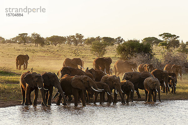 Afrikanische Elefanten (Loxodonta africana) trinken am Fluss  Lualenyi Wildreservat  Kenia