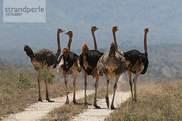 Straußenschwarm (Struthio camelus)  Lualenyi-Wildreservat  Kenia