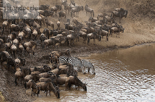 Gnus (Connochaetes taurinus) und Zebra (Equus quagga) trinken im Fluss  Masai Mara National Reserve  Kenia