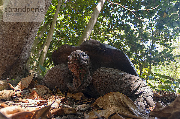 Aldabra-Schildkröte (Dipsochelys dussumieri)  Fregate Island  Seychellen