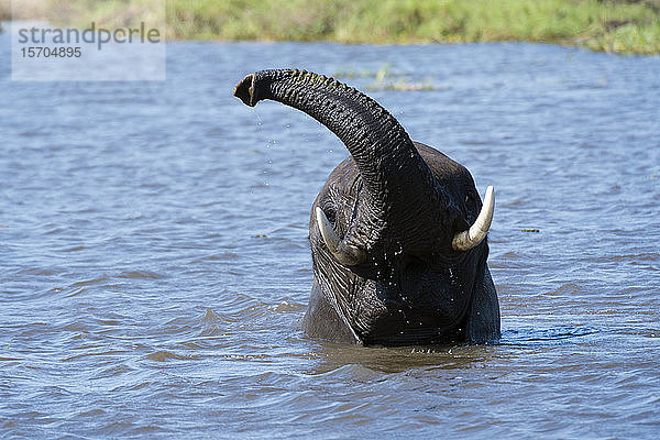 Afrikanischer Elefant (Loxodonta africana) spielt im Fluss Khwai  Khwai-Konzession  Okavango-Delta  Botswana