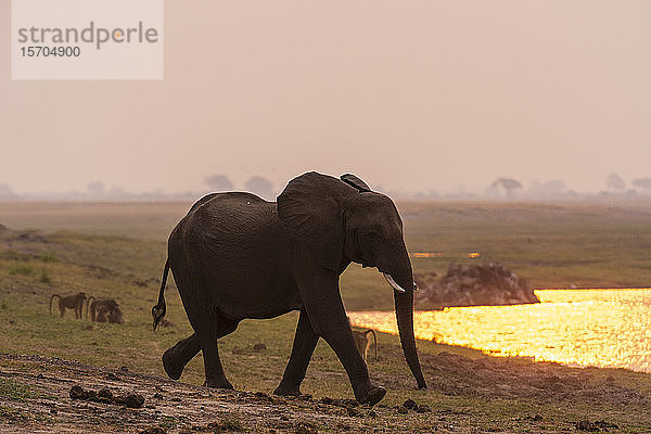 Afrikanischer Elefant (Loxodonta africana) auf dem Weg zum Wasserloch  Chobe-Nationalpark  Botswana