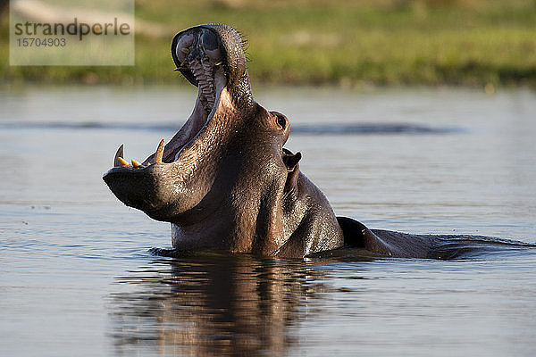 Flusspferd (Hippopotamus amphibius) mit offenem Maul im Fluss  Khwai-Konzession  Okavango-Delta  Botswana