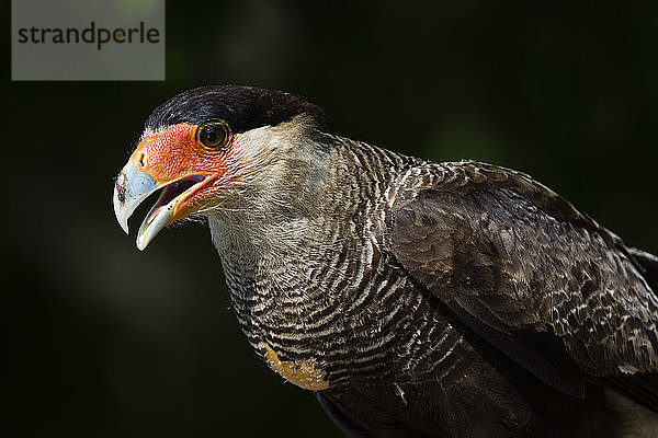 Porträt der Schopfkarakara (Polyborus plancus)  Pantanal  Mato Grosso  Brasilien