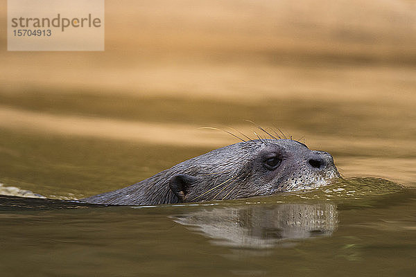 Riesenflussotter (Pteronura brasiliensis) beim Schwimmen im Fluss Cuiaba  Pantanal  Mato Grosso  Brasilien