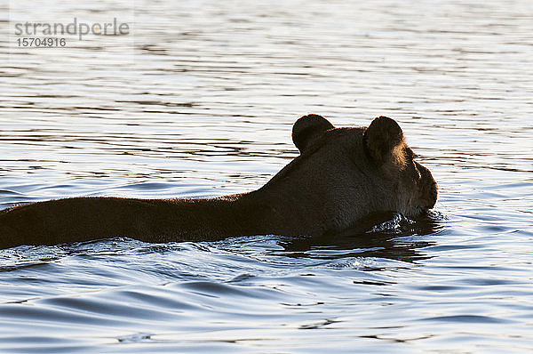 Löwin (Panthera leo) überquert Fluss  Savute-Kanal  Linyanti  Botswana