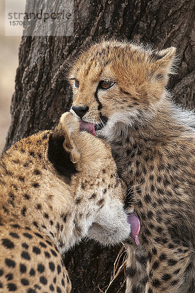 Gepard (Acinonyx jubatus) und Jungtier  Masai Mara-Nationalpark  Kenia