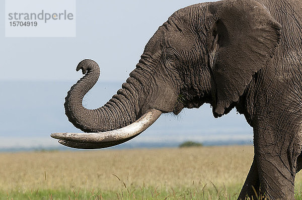 Afrikanischer Elefant (Loxodonta africana)  Masai Mara-Nationalreservat  Kenia