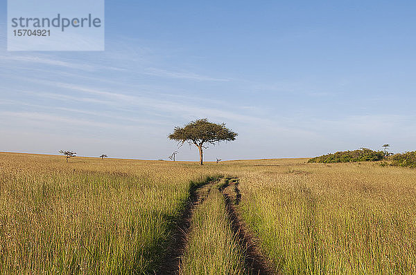 Akazienbaum in Feldlandschaft  Masai Mara National Reserve  Kenia