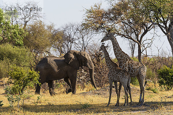 Giraffe (Giraffa camelopardalis) und Afrikanischer Elefant (Loxodonta africana)  Khwai-Konzession  Okavango-Delta  Botswana