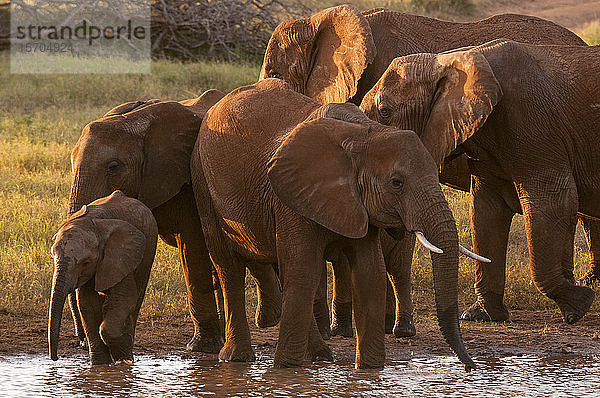 Afrikanische Elefanten (Loxodonta africana) trinken am Fluss  Lualenyi Wildreservat  Kenia