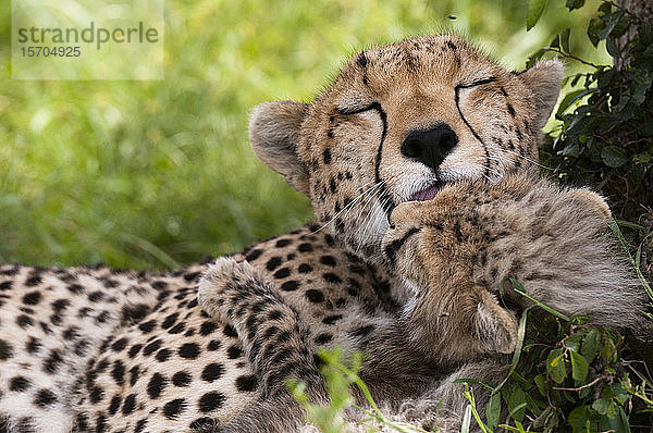 Gepard (Acynonix jubatus) und Jungtier  Masai Mara National Reserve  Kenia