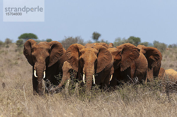 Afrikanische Elefanten (Loxodonta africana) und Kalb  Lualenyi-Wildreservat  Kenia