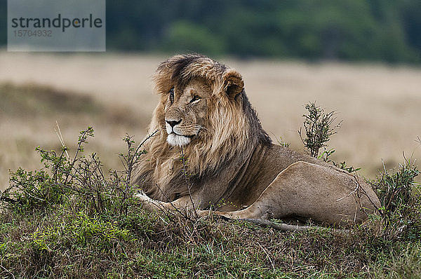 Löwe (Panthera leo)  Masai Mara National Reserve  Kenia