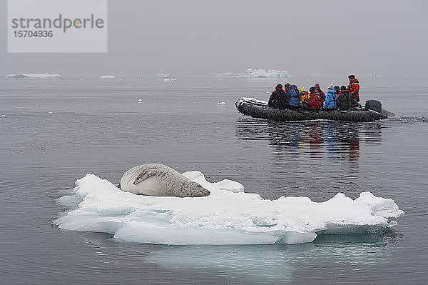 Touristen auf einem Schlauchboot mit der Krabbenfresser-Robbe (Lobodon carcinophaga) auf Eis ruhend  Wilhelmina Bay  Antarktis