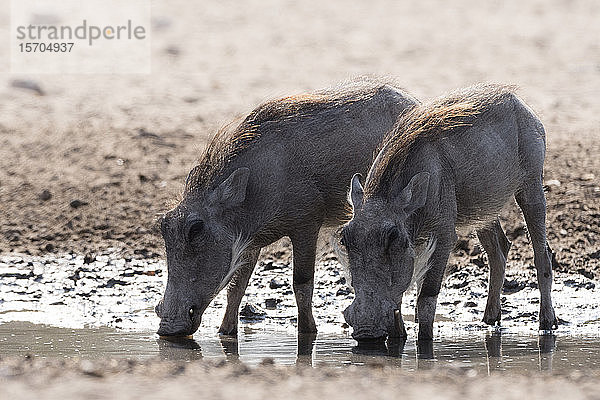 Zwei Warzenschweine (Phacochoerus africanus) am Wasserloch  Kalahari  Botswana