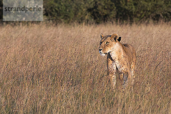 Löwin (Panthera leo)  Masai Mara National Reserve  Kenia