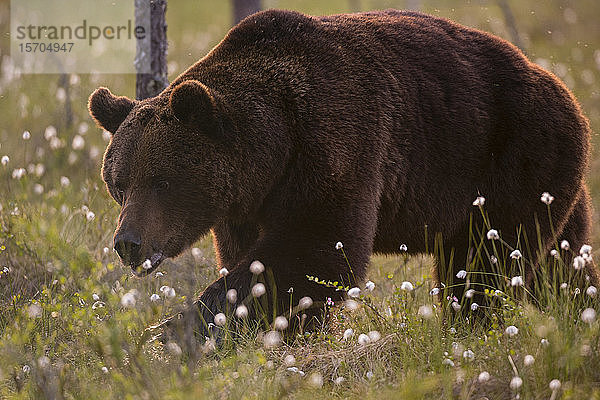 Europäischer Braunbär (Ursus arctos) auf einer Wiese mit blühendem Wollgras  Kuhmo  Finnland
