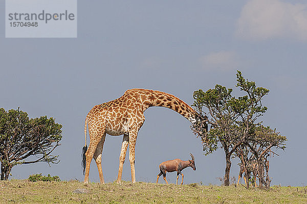 Giraffe (Giraffa camelopardalis)  Masai Mara National Reserve  Kenia