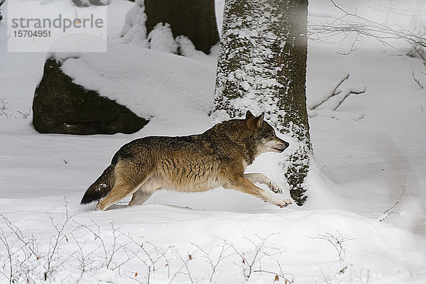 Grauer Wolf (Canis lupus)  im Schnee laufend  Gefangener  Nationalpark Bayerischer Wald  Bayern  Deutschland