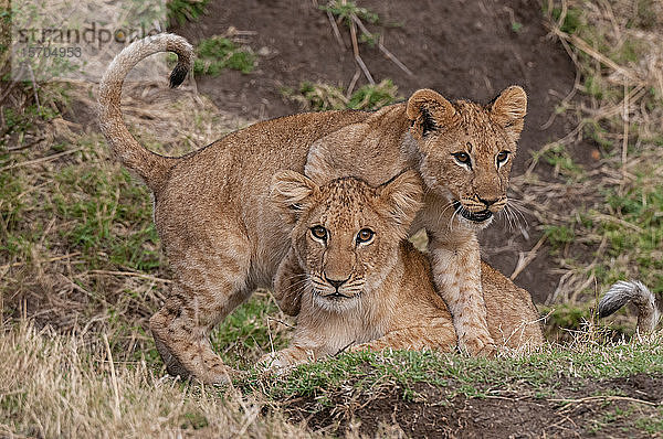 Löwenjunge (Panthera leo)  Masai Mara-Nationalpark  Kenia