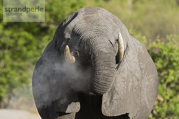 Afrikanischer Elefant (Loxodonta africana)  Khwai-Konzession  Okavango-Delta  Botswana
