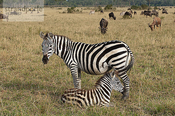 Zebra (Equus quagga) und Kalb  Masai Mara-Nationalpark  Kenia