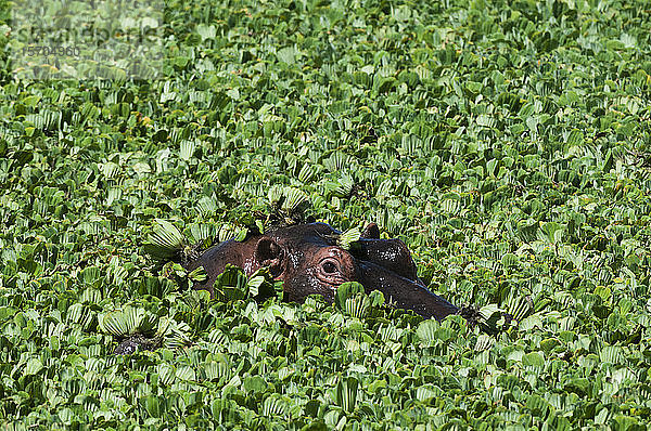 Flusspferd (Hippopotamus amphibius)  Masai Mara National Reserve  Kenia