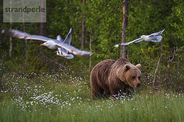 Europäischer Braunbär (Ursus arctos) auf einer Wiese mit blühendem Wollgras  Möwen fliegen darüber  Kuhmo  Finnland