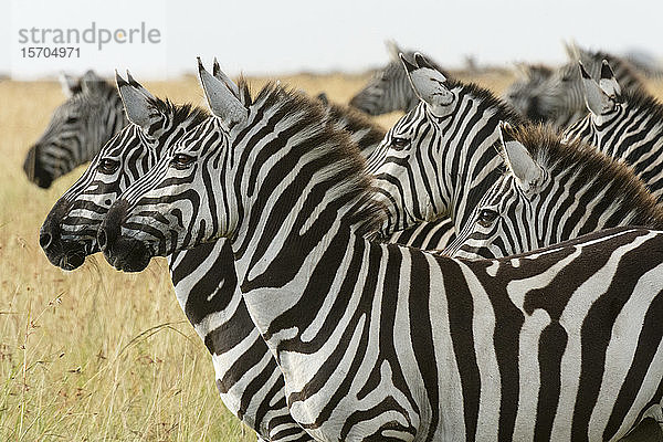 Steppenzebras (Equus quagga)  Masai Mara-Nationalreservat  Kenia