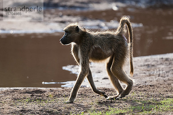 Chacma-Pavian (Papio ursinus)  Chobe-Nationalpark  Botswana