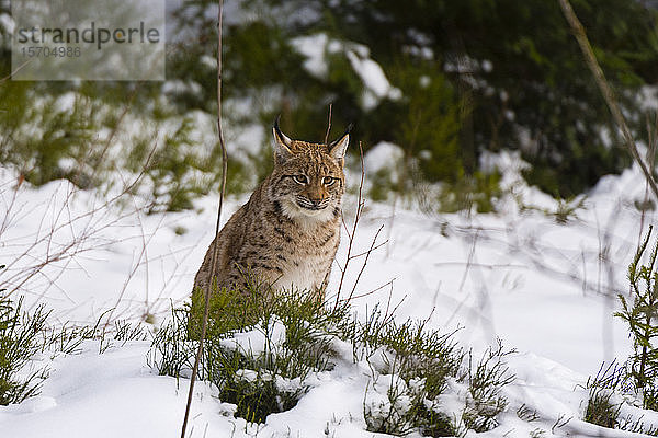 Europäischer Luchs (Lynx linx)  in Gefangenschaft  Nationalpark Bayerischer Wald  Bayern  Deutschland