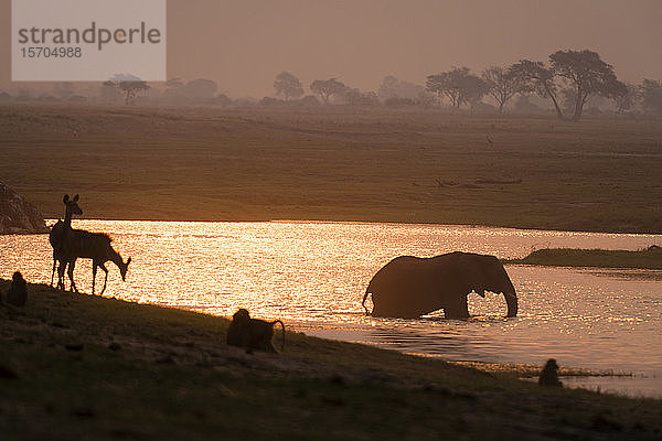 Afrikanischer Elefant (Loxodonta africana) und Tiere am Wasserloch  Chobe-Nationalpark  Botswana