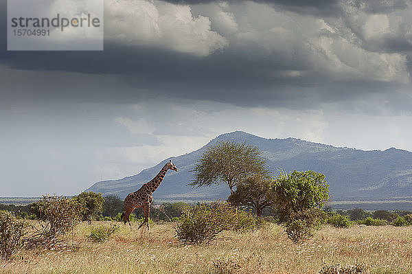 Giraffe (Giraffa camelopardalis)  Tsavo-Ost-Nationalpark  Kenia