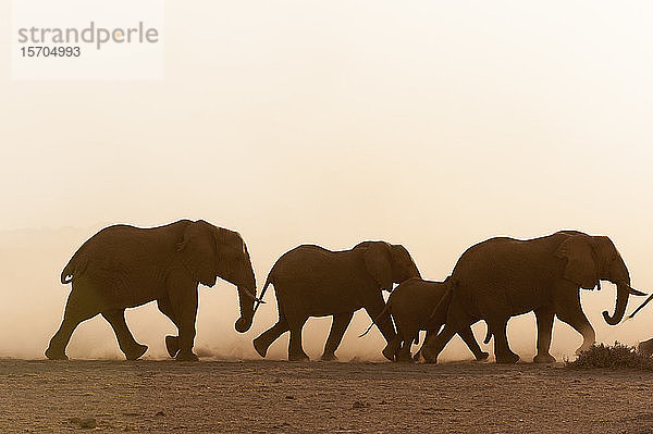 Afrikanische Elefanten (Loxodonta africana) und Jungtiere  Amboseli-Nationalpark  Kenia