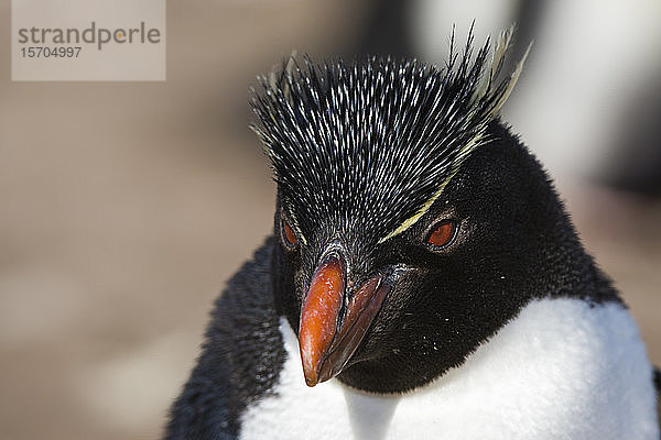 Nahaufnahme-Porträt des Rockhopper-Pinguins (Eudyptes chrysocome)  Falkland-Inseln