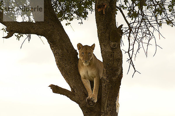 Löwin (Panthera leo) auf Akazie  Masai Mara National Reserve  Kenia