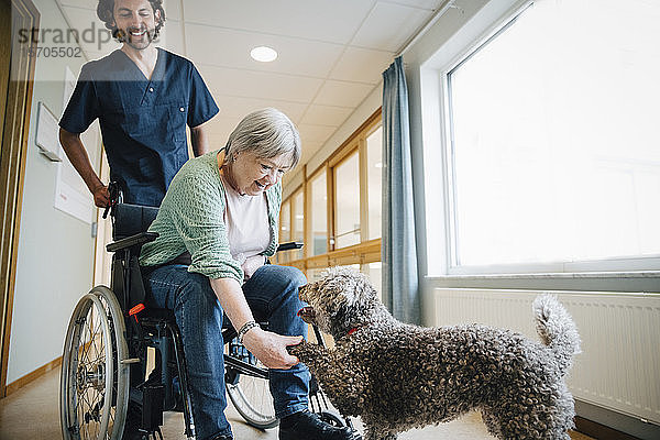 Lächelnder Pfleger sieht behinderte ältere Frau im Rollstuhl an  die einem Hund auf der Straße die Hand reicht