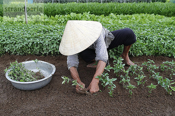 Vietnamesische Frau pflanzt Setzlinge im Bio-Gemüsegarten im Dorf Tra Que  Hoi An  Vietnam  Indochina  Südostasien  Asien