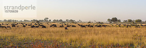 Herde afrikanischer Büffel (Kap-Büffel) (Syncerus caffer)  Buschmann-Ebenen  Okavango-Delta  Botswana  Afrika