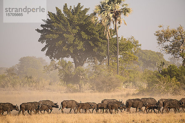 Herde afrikanischer Büffel (Kap-Büffel) (Syncerus caffer)  Macatoo  Okavango-Delta  Botsuana  Afrika