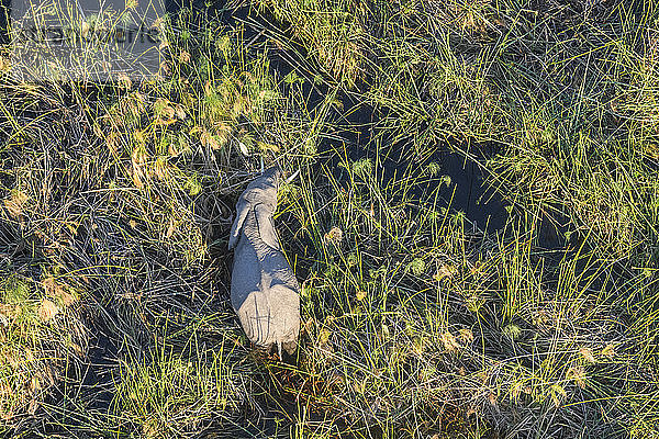 Luftaufnahme des Afrikanischen Elefanten (Loxodonta africana) zwischen Papyrus  Macatoo  Okavango-Delta  Botswana  Afrika