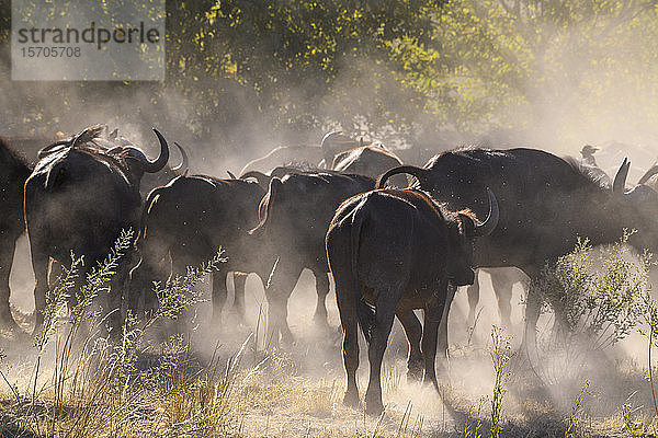 Afrikanischer Büffel (Kap-Büffel) (Syncerus caffer)  Buschmann-Ebenen  Okavango-Delta  Botswana  Afrika