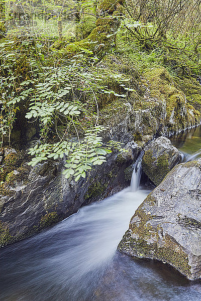 Ein Waldbach  der East Okement River  fließt an den nördlichen Hängen des Dartmoor National Park in der Nähe von Okehampton  Devon  England  Vereinigtes Königreich  Europa