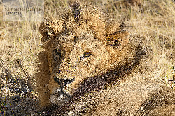 Männlicher Löwe (Panthera leo) beim Ausruhen in der Hitze des Tages  Khwai Private Reserve  Okavango Delta  Botswana  Afrika