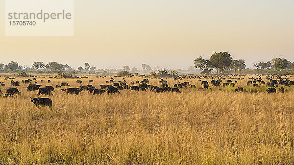 Herde afrikanischer Büffel (Kap-Büffel) (Syncerus caffer)  Buschmann-Ebenen  Okavango-Delta  Botswana  Afrika