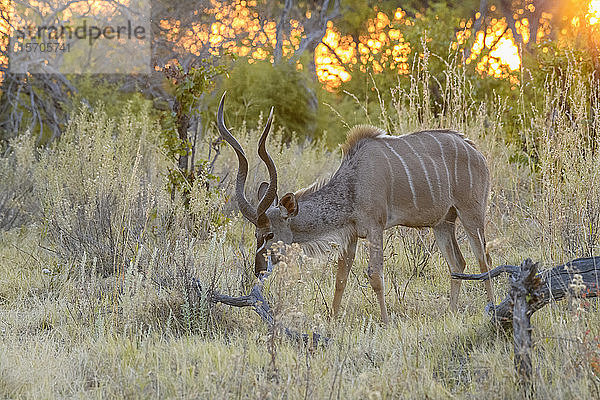 Männlicher Großer Kudu (Tragelaphus strepsiceros)  Khwai Private Reserve  Okavango-Delta  Botswana  Afrika