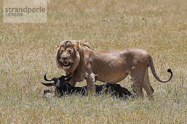 Löwe (Panthera leo) mit erlegtem Gnu in der Savanne  Masai Mara National Park  Kenia  Ostafrika  Afrika